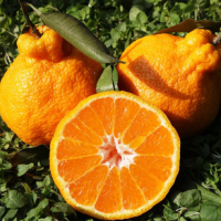 不知火丑柑 丑橘 四川橘子柑橘新鲜水果一件10斤