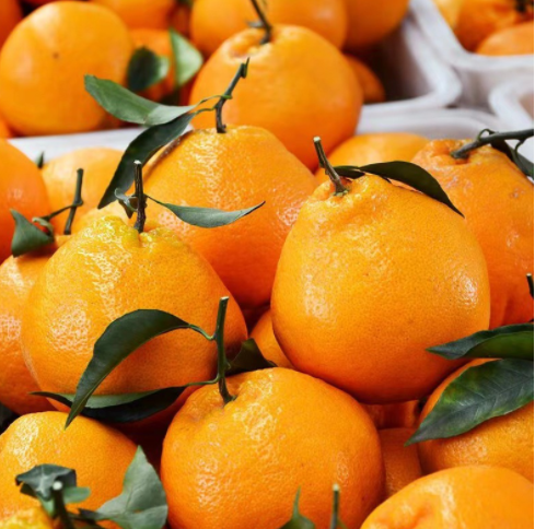 眉山春见四川耙耙柑汁多无渣橘丑橘子新鲜装水果批发