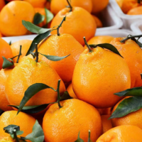 眉山春见四川耙耙柑汁多无渣橘丑橘子新鲜装水果批发