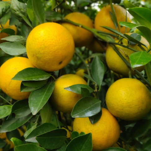 11上市 广西皇帝柑 贡柑 水果柑橘 应季水果皇帝柑 果园直发